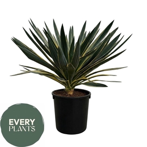 YUCCA GLOR VARIEGATA