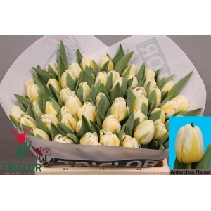 TU EN ANTARCTIC FLAM