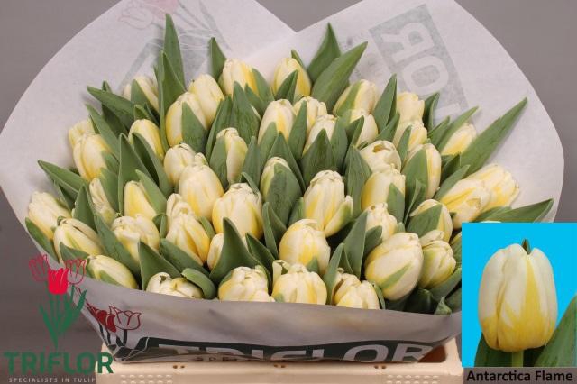 <h4>TU EN ANTARCTIC FLAM</h4>