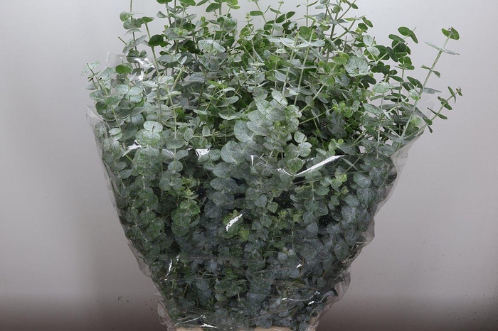 <h4>Euca Baby Blue Lang 300 Gr</h4>