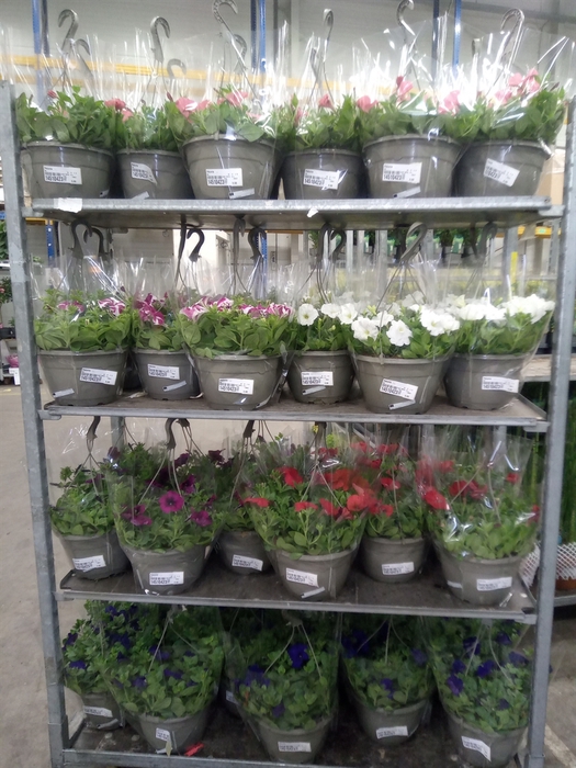 <h4>Petunia   ...</h4>