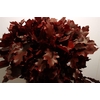 Quercus Rubra Fr Mermaid Spray