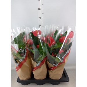 Anthurium andr. 'Red Bull'