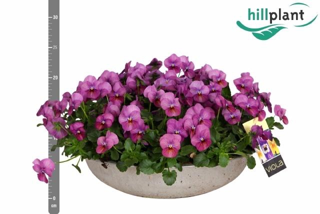 <h4>VIO CO ADMIRE PINK</h4>