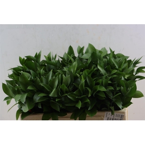 Ruscus Hypophyllum 50cm
