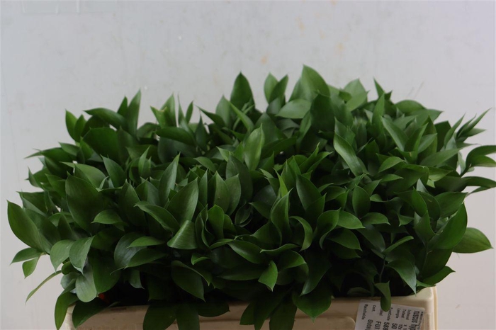 <h4>Ruscus Hypophyllum 50cm</h4>