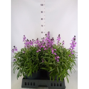 Erysimum linifolium 'Bowles Mauve'