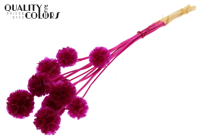 Scabiosa Preserved 10pc/bunch Bleached Lilac