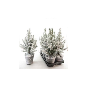 Picea Gl Conica Snow