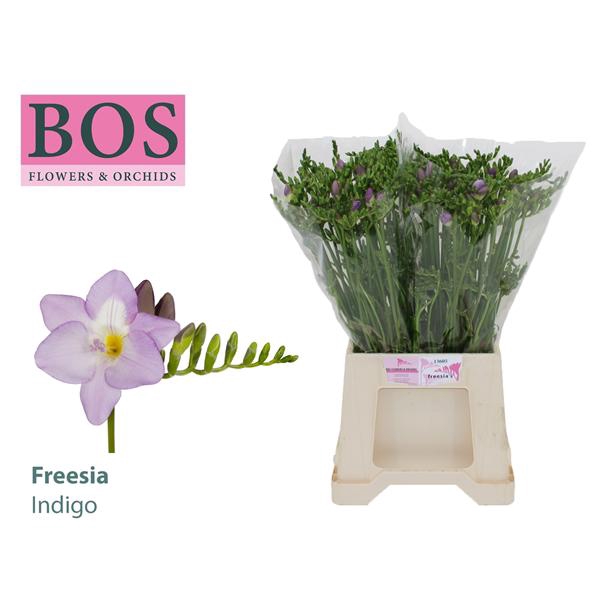 <h4>Fr Du Indigo X50 Bos</h4>