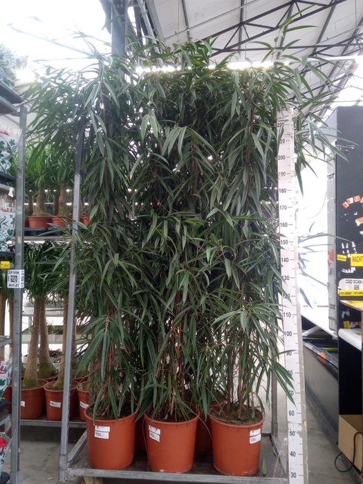 <h4>Ficus binn. 'Alii'</h4>