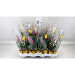 Tillandsia cyanea 'Vincent'