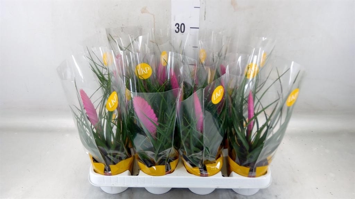 <h4>Tillandsia cyanea 'Vincent'</h4>