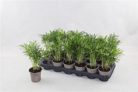 <h4>Chamaed Elegans</h4>