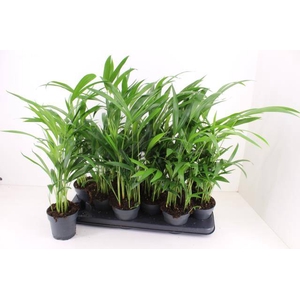 DYPSIS LUTESCENS