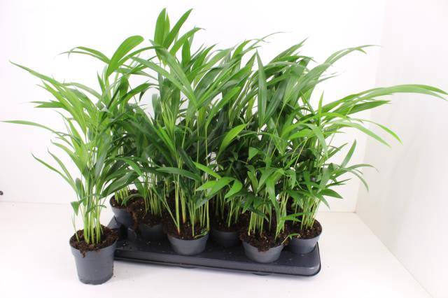 <h4>DYPSIS LUTESCENS</h4>