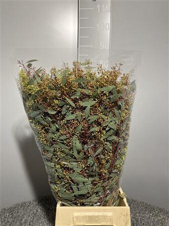 Euca Popul Bes 300gr France