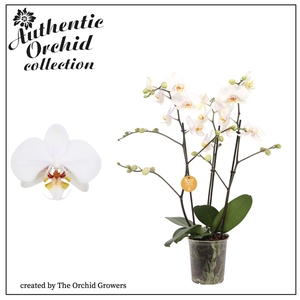 Authentic Phal. Marvellous White - 40+ flowers 17cm