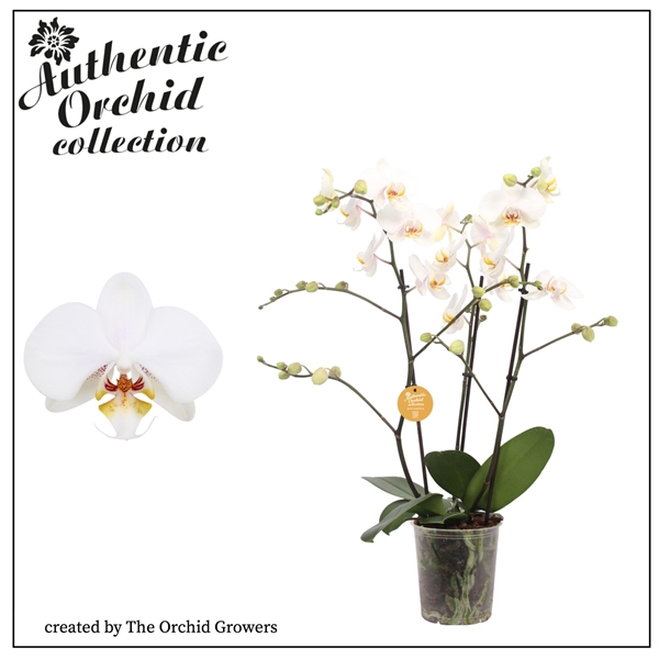 <h4>Authentic Phal. Marvellous White - 40+ flowers 17cm</h4>