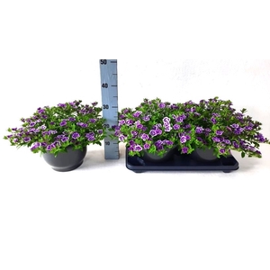 CALIB CA PURPLE GLOW