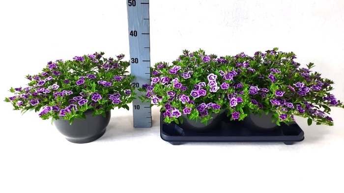 <h4>CALIB CA PURPLE GLOW</h4>