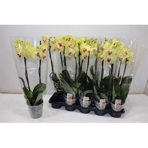 Phal Geel