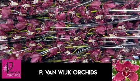 <h4>Cymb T Hades</h4>