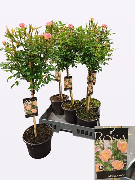 <h4>ROSA ST OV</h4>