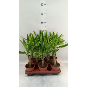 Dracaena frag. 'Golden Coast'
