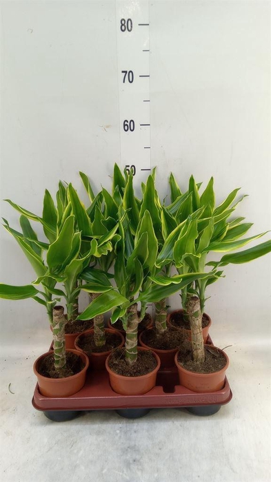 <h4>Dracaena frag. 'Golden Coast'</h4>