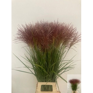 MISC SINENSIS OV