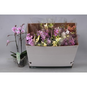 PHAL MF GEM 5 KL