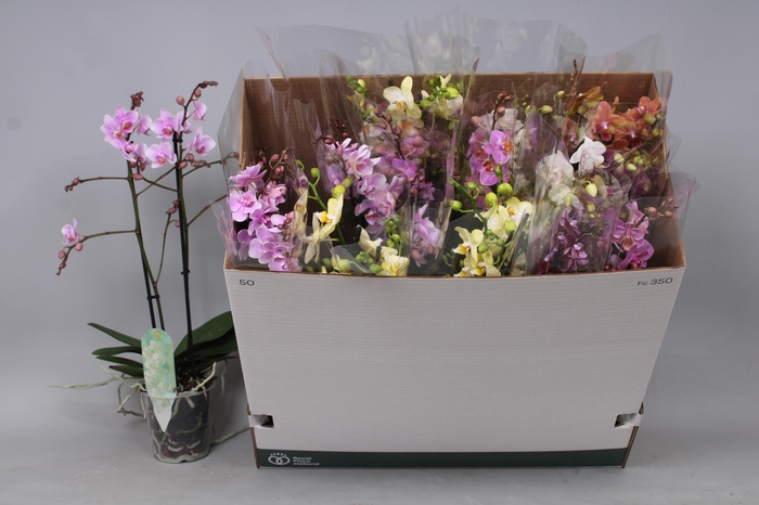 <h4>PHAL MF GEM 5 KL</h4>
