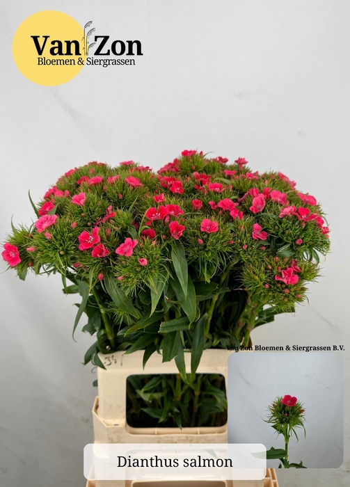 <h4>DI BARB B ZALMROSE</h4>