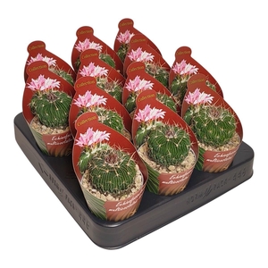 STENOC PHYLLACANTHUS