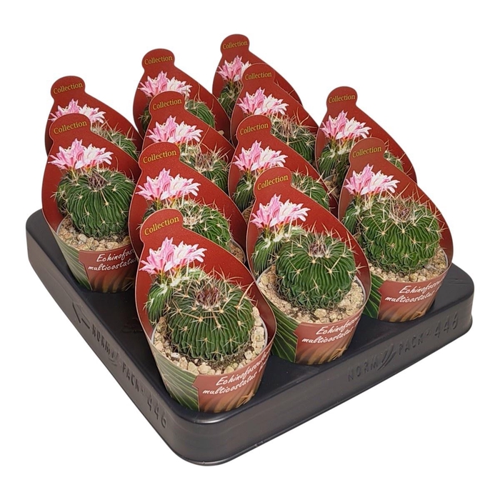 <h4>STENOC PHYLLACANTHUS</h4>