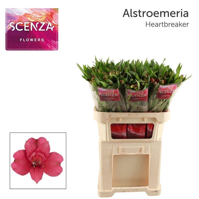 <h4>ALSTR HEARTBREAKER Scenza</h4>