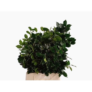 ILEX BL M BLU PRINCE