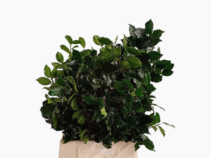 <h4>ILEX BL M BLU PRINCE</h4>