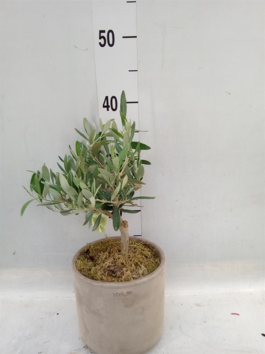 <h4>Arr. Tuinplanten H%</h4>
