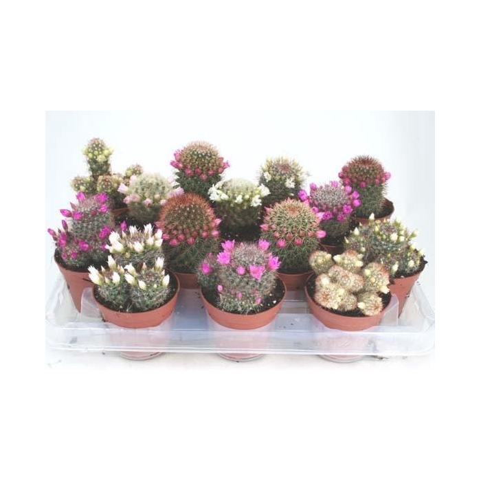 <h4>CACTUS BLOEIEND GEM</h4>