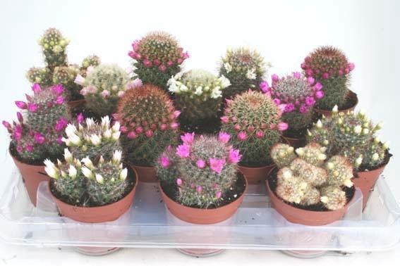 <h4>CACTUS BLOEIEND GEM</h4>