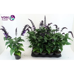 SALVIA PURPLE BLOOM