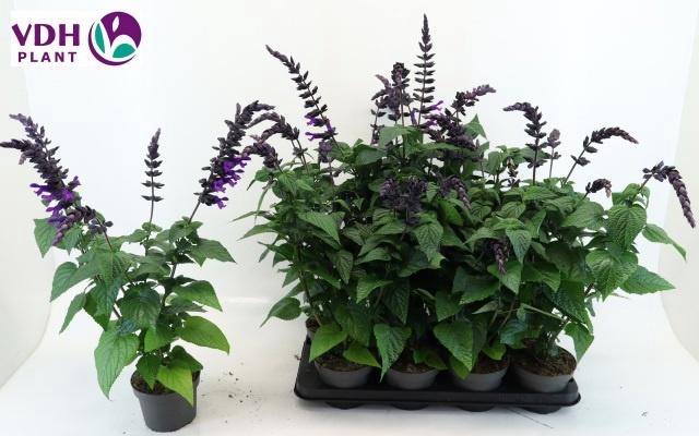 <h4>SALVIA PURPLE BLOOM</h4>