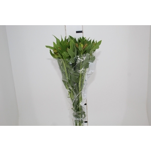 ALSTROEMERIA ALOHA 080 CM