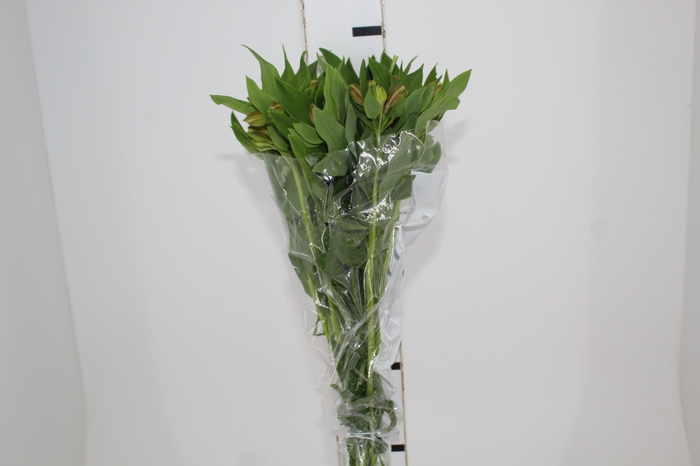 <h4>ALSTROEMERIA ALOHA 080 CM</h4>