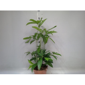 Dracaena surculosa