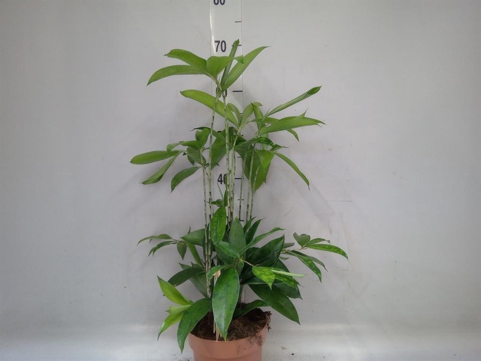 <h4>Dracaena surculosa</h4>