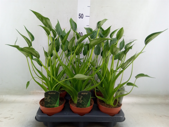 <h4>Alocasia  'Tiny Dancers'</h4>