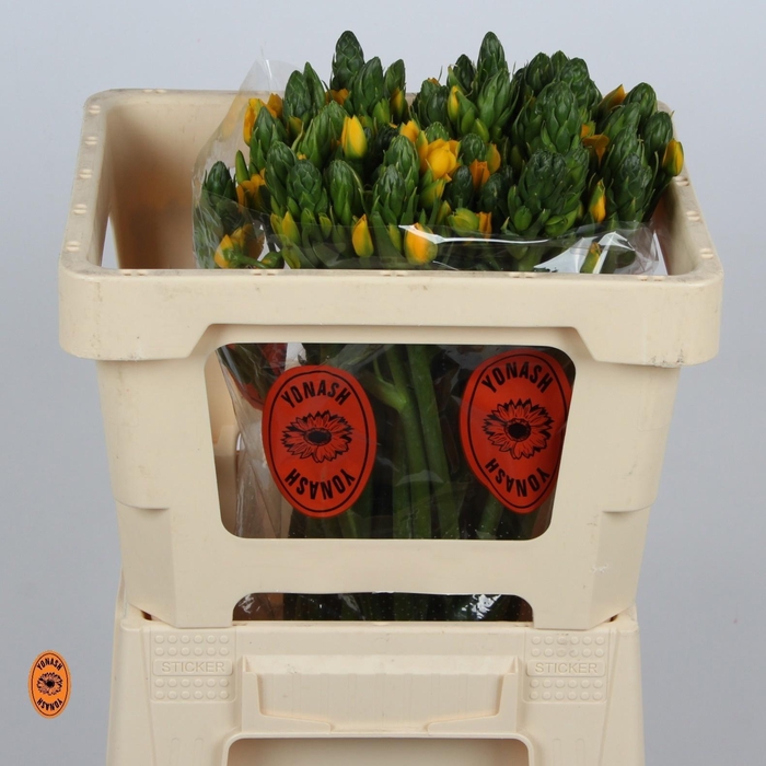 <h4>ORNIT DB YELLOW ASA</h4>